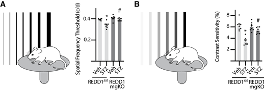 Diabetes-induced visual dysfunction was absent in mice with Müller cell–specific REDD1 deletion. Diabetes was induced in REDD1fl/fl and REDD1-mgKO mice by administration of STZ. Control mice received a vehicle (Veh). All analysis was performed after 6 weeks of diabetes. Behavioral optometry was performed by displaying rotating bars on inward-facing monitors to elicit an optomotor reflex. Thresholds were averaged over three trials on consecutive days. A: SF was assessed at 100% contrast. B: CS was assessed at a spatial frequency of 0.092 cycles (c)/degree (d). CS is expressed as an inverse percentage to make data interpretation more intuitive. Bars are means ± SD (n = 8). *P ≤ 0.05 vs. Veh; #P ≤ 0.05 vs. REDD1fl/fl.