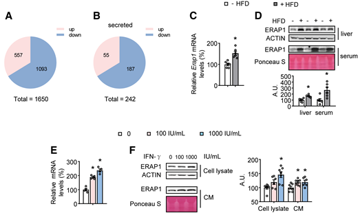 Screening of ERAP1 as an inflammation-induced hepatokine. (A) Differentially expressed genes (DEGs) in PHs (P < 0.01, fold change > 1.4). (B) DEGs in (A), which are predicted to be translated as secreted proteins. (C and E) Gene expression of Erap1 in PHs by RT-PCR. (D and F) ERAP1 levels in the liver, serum, PHs (cell lysate), or culture medium (CM) by Western blotting (D, top; F, left) and quantified by densitometric analysis (D, bottom; F, right). (A−D) Studies were conducted using 4-week-old, male, WT mice fed a control diet (− HFD) or + HFD for 16 weeks. (E and F) PHs isolated from 10-week-old, male, WT mice were incubated with the indicated concentration of IFN-γ for 48 h. Data are expressed as the mean ± SEM (n = 2–6 per group, as indicated), with individual data points. *P < 0.05 for the effect of any group vs. control group. A.U., arbitrary unit.