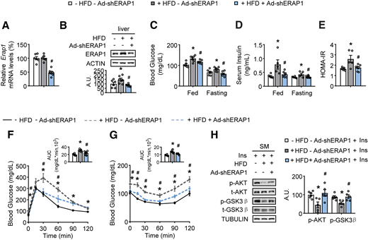Liver-specific knockdown of Erap1 ameliorates SM insulin (Ins) resistance in mice fed an HFD. (A) Gene expression of Erap1 in the liver by RT-PCR. (B) ERAP1 levels in the liver by Western blotting (top) and quantified by densitometric analysis (bottom). (C) Fed and fasting blood glucose levels. (D) Fed and fasting serum Ins levels. (E) HOMA-IR index. (F) GTTs. (G) ITTs. (H) p-AKT, t-AKT, p-GSK3β, and t-GSK3β levels in the SM by Western blotting after Ins stimulation (left) and quantified by densitometric analysis of the relative abundance of phosphorylated protein normalized to their total protein levels (right). Studies were conducted using 4-week-old, male, WT mice fed a control diet (− HFD) or HFD (+ HFD) for 16 weeks and then injected with − Ad-shERAP1 or + Ad-shERAP1. Data are expressed as the mean ± SEM (n = 6–7 mice per group, as indicated), with individual data points. *P < 0.05 for the effect of + HFD vs. − HFD under − Ad-shERAP1 conditions; #P < 0.05 for the effect of + Ad-shERAP1 vs. − Ad-shERAP1 under + HFD conditions. A.U., arbitrary unit; AUC, area under the curve.