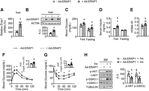 Erap1 overexpression in liver impairs SM insulin (Ins) sensitivity in WT mice. (A) Gene expression of Erap1 in the liver by RT-PCR. (B) ERAP1 levels in the liver by Western blotting (top) and quantified by densitometric analysis (bottom). (C) Fed and fasting blood glucose levels. (D) Fed and fasting serum Ins levels. (E) HOMA-IR index. (F) GTTs. (G) ITTs. (G) p-AKT, t-AKT, p-GSK3β, and t-GSK3β levels in the SM by Western blotting before or after Ins stimulation in the SM (left) and quantified by densitometric analysis of the relative abundance of phosphorylated protein normalized to their total protein levels (right). Studies were conducted using 10-week-old, male, WT mice injected with − Ad-ERAP1 or + Ad-ERAP1. Data are expressed as the mean ± SEM (n = 5–6 mice per group, as indicated), with individual data points. *P < 0.05 for the effect of + Ad-ERAP1 vs. − Ad-ERAP1. A.U., arbitrary unit; AUC, area under the curve.