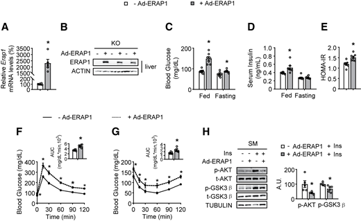 Liver-specific overexpression of Erap1 in global Erap1-KO mice results in SM insulin (Ins) resistance. (A) Gene expression of Erap1 in the liver by RT-PCR. (B) ERAP1 levels in the liver by Western blotting (top) and quantified by densitometric analysis (bottom). (C) Fed and fasting blood glucose levels. (D) Fed and fasting serum Ins levels. (E) HOMA-IR index. (F) GTTs. (G) ITTs. (H) p-AKT, t-AKT, p-GSK3β, and t-GSK3β levels in the SM by Western blotting before or after Ins stimulation in the SM (left) and quantified by densitometric analysis of the relative abundance of phosphorylated protein normalized to their total protein levels (right). Studies were conducted using 10-week-old, male, KO mice injected with − Ad-ERAP1 or + Ad-ERAP1. Data are expressed as the mean ± SEM (n = 6–8 mice per group, as indicated), with individual data points. * P< 0.05 for the effect of + Ad-ERAP1 vs. − Ad-ERAP1. A.U., arbitrary unit; AUC, area under the curve.