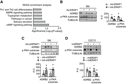 ERAP1 reduces SM ADRB2 expression. (A) Kyoto Encyclopedia of Genes and Genomes (KEGG) enrichment analysis. (B–D) ADRB2 and p-PKA substrate levels in the SM or C2C12 myotubes by Western blotting (B, left; C and D, top) and quantified by densitometric analysis (B, right; C and D, bottom). (A and B) Studies were conducted using 10-week-old, male, WT mice injected with adenovirus expressing green fluorescent protein (− Ad-ERAP1) or Erap1 (+ Ad-ERAP1). (C) Studies were conducted using 10-week-old, male, db/db mice injected with negative control adenovirus (− Ad-shERAP1) or + Ad-shERAP1. (D) C2C12 myotubes were incubated with (+ rmERAP1) or without (– rmERAP1) 500 ng/mL rmERAP1 for 2 h. Data are expressed as the mean ± SEM (n = 2–7 per group, as indicated), with individual data points. *P < 0.05 for the effect of any group vs. control group. A.U., arbitrary unit.