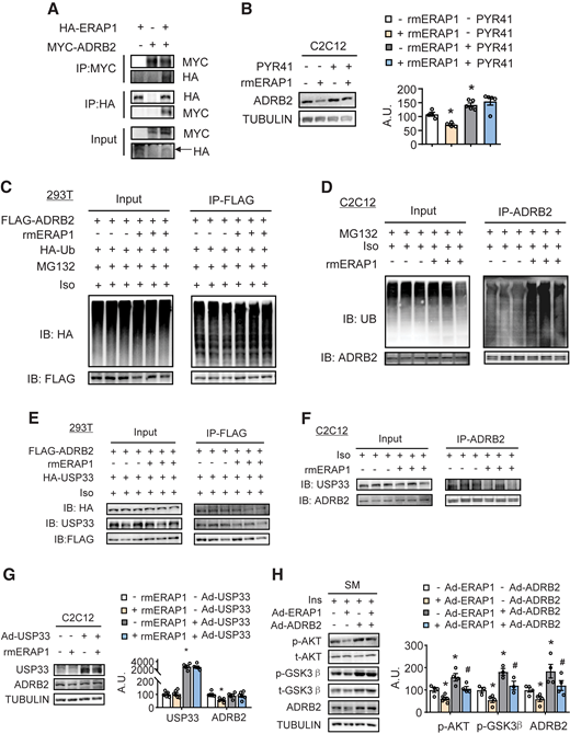 ERAP1 promotes USP33-mediated degradation of ADRB2 and interrupts ADRB2-stimulated insulin (Ins) signaling in the SM. (A) The interaction between ERAP1 and ADRB2 by coimmunoprecipitation. (B and G) ADRB2 or USP33 levels in C2C12 myotubes by Western blotting (left) and quantified by densitometric analysis (right). (C and D) The effect of ERAP1 on ADRB2 ubiquitination. (E and F) The effect of ERAP1 on the interaction between ADRB2 and USP33 by coimmunoprecipitation. (H) p-AKT, t-AKT, p-GSK3β, t-GSK3β, ADRB2, and p-PKA substrate levels in the SM by Western blotting after Ins stimulation (left) and quantified by densitometric analysis (right). 293T cells were transfected with indicated plasmids for 24 h and treated with (+ MG132) or without 10 μmol/L MG132 for 6 h, with (+ rmERAP1) or without (− rmERAP1) 500 ng/mL rmERAP1 for 2 h and stimulated with 10 μmol/L isoprenaline (Iso) for 30 min. (A, C, and E) Then, cells were immunoprecipitated (IP) with anti-MYC, anti-HA, or anti-FLAG antibodies, followed by immunoblotting (IB) with indicated antibodies. C2C12 myotubes were treated with or without 10 μmol/L MG132 for 6 h, incubated with or without 500 ng/mL rmERAP1 for 2 h, and stimulated with 10 μmol/L Iso for 30 min. Coimmunoprecipitation was conducted using ADRB2 antibodies in (D and F). (B) C2C12 myotubes were incubated with (+ PYR41) or without (− PYR41) 50 μmol/L PYR41 for 24 h and then incubated with or without 500 ng/mL rmERAP1 for 2 h. (G) Studies were conducted using C2C12 myotubes infected with − Ad-USP33 or + Ad-USP33 for 48 h and then stimulated with or without 500 ng/mL rmERAP1 for 2 h. (H) 10-week-old, male, WT mice were injected with Ad-GFP (− Ad-ERAP1) or + Ad-ERAP1 via the tail vein. Four days later, the soleus muscle in the right leg was in situ injected with control adenovirus (− Ad-ADRB2) and the left side was injected with + Ad-ADRB2 at 6 sites. Each site was injected with 5 μL adenovirus (at a dose of 109 pfu/mL). Experiments were done 5 days later. Data are expressed as the mean ± SEM (n = 5–6 per group, as indicated), with individual data points. *P < 0.05 for the effect of any group vs. control group; #P < 0.05 for the effect of + Ad-ADRB2 vs. − Ad-ADRB2 under + rmERAP1 or + Ad-ERAP1 conditions. A.U., arbitrary unit; UB, ubiquitin.