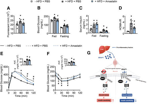 Inhibition of ERAP1 activity ameliorates insulin resistance in mice fed an HFD. (A) Leucine aminopeptidase activity in serum. (B) Fed and fasting blood glucose levels. (C) Fed and fasting serum insulin levels. (D) HOMA-IR index. (E) GTTs. (F) ITTs. (G) Mechanistic model. Studies were conducted using 4-week-old, male, WT mice fed a control diet (− HFD) or+ HFD for 16 weeks and then intraperitoneally injected with PBS or 5 mg/kg amastatin for 10 days. Data are expressed as the mean ± SEM (n = 5–6 mice per group, as indicated), with individual data points. *P < 0.05 for the effect of + HFD vs. − HFD injected with PBS; #P < 0.05 for the effect of amastatin vs. PBS under + HFD conditions.