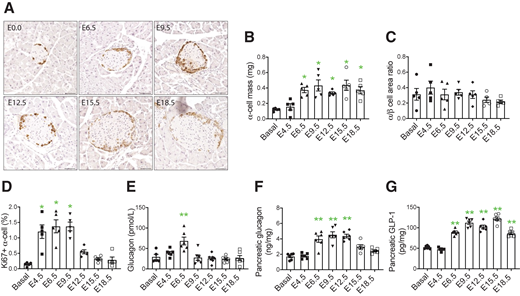 Pregnancy increases the α-cell mass and pancreatic GLP-1. Maternal tissue samples were collected from pregnant C57BL/6J mice at indicated embryonic ages. A and B: α-Cell mass was measured with use of IHC images of a series of pancreatic sections (dark brown in A). C: β-Cell and α-cell areas were determined with use of anti-insulin and anti-glucagon antibodies–stained IF images; then, the area ratio was calculated. D: Ki67-positive rates were calculated with use of anti-Ki67 and anti-glucagon antibodies–probed IF images. Glucagon (E and F) and total GLP-1 (G) levels were measured with use of fed serum (E) or acid-ethanol–extracted pancreatic tissues (F and G). *P < 0.05, **P < 0.001 vs. basal. The scale bar is 50 μm.