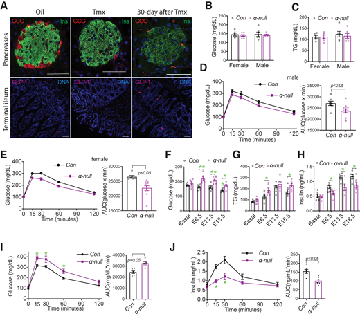 α-Cell ablation impaired maternal glucose metabolism and insulin production. Female DTA+/+;GcgCreErt2+/− mice were orally gavaged with Tmx (1 mg in 100 μL corn oil) or oil for two consecutive days. A: Tissues were collected 1 or 30 days after Tmx treatment. The α- and β-cells in the pancreases (top) and L-cells in the intestine (bottom) were probed via IF with anti-glucagon (GCG), insulin (Ins), or GLP-1 antibody. The scale bar is 50 μm. B–E: 1 month after Tmx treatment, glucose (B) and TG (C) concentrations were measured with use of serum samples in the fed state. Significantly improved intraperitoneal GTT was observed in both male (D) and nonpregnant female (E) α-null mice. F–J: Pregnancies were established 1 month after Tmx treatment. Random-fed serum samples were collected (∼9:30–10:00 a.m.) at indicated gestational age, and serum glucose (F) and TG (G) concentrations were determined. I and J: Intraperitoneal GTT was performed at E11.5 after overnight fasting (n = 6–8). *P < 0.05, **P < 0.001 vs. Con, #P < 0.05 vs. basal. AUC, area under the curve.