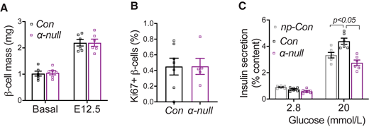 α-Cell ablation reduced glucose-induced insulin secretion in pregnant mice. The α-null mice were allowed 1-month recovery after Tmx gavage. Tissue samples were collected before pregnancy (basal) and at E12.5. Pancreatic sections were stained via IHC with anti-insulin antibody (A) and IF with anti-Ki67 and anti-insulin antibodies (B). A: β-Cell mass was determined with use of a series of section and IHC images. B: The averaged Ki67-positive β-cell rate from each dam was used for statistical comparison. C: Islets were prepared through collagenase perfusion and cultured overnight from np-Con and E12.5 dams. Size-matched islets were used for insulin secretion assay. The release rates of insulin into the medium were calculated.