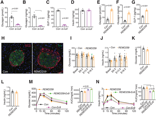 Glucagon receptor antagonism did not alter maternal glucose metabolism. A–D: Serum and pancreases were collected from Con and α-null dams at E18.5. Pancreatic hormones were extracted by acid-ethanol buffer. Serum glucagon (A) and pancreatic glucagon (B), total GLP-1 (C), and insulin (D) contents were determined with ELISA kits. E–N: Pregnant C57BL/6 mice received a weekly injection of glucagon receptor antibody REMD25.9 (7 mg/kg i.p.) or saline. REMD25.9 injection significantly increased serum glucagon (E) and pancreatic glucagon (F) and GLP-1 contents (G) (E18.5). Enlarged α-cell mass (H) was also observed in REMD-treated dams (E18.5). No noticeable differences in maternal feeding (I and J) and overnight fasting (K and L) (E13.5) serum glucose (I and K) or insulin concentrations (J and L) were detected during pregnancy. M and N: Intraperitoneal GTT was performed at E12.5 with injection of Ex9 (20 μg i.p. 15 min before glucose injection) or saline. n = 5–6. #P < 0.05 vs. basal. The scale bar is 50 μm. AUC, area under the curve.