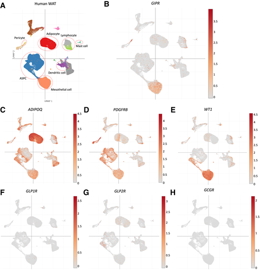 GIPR Is Predominantly Localized to Nonadipocyte Cell Types Within White ...