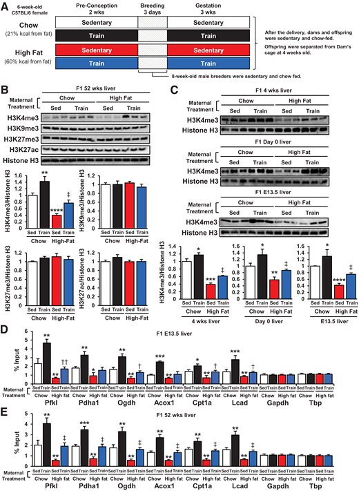 Maternal exercise increases H3K4me3 at the promoters of offspring hepatic genes. A: Schematic illustration of the maternal exercise and diet program. B: H3K4me3, H3K9me3, H3K27me3, and H3K27ac levels in livers of 52-week-old offspring of chow- or HFD-fed and sedentary (Sed) or trained dams. C: H3K4me3 levels in livers of 4-week-old, day 0, and E13.5 offspring of chow- or HDS-fed and sedentary or trained dams. H3K4me3 levels at promoters of glucose metabolism genes in livers of E13.5 (D) and 52-week-old (E) offspring of chow- or HFD-fed and sedentary or trained dams (n = 6). All data are reported as means ± SEM. *P < 0.025 vs. Chow-Sed; **P < 0.01 vs. Chow-Sed; ***P < 0.001 vs. Chow-Sed; ****P < 0.0001 vs. Chow-Sed; †P < 0.025 High Fat-Sed vs. High Fat-Train; ‡P < 0.01 High Fat-Sed vs. High Fat-Train; ††P < 0.01 High Fat-Sed vs. High Fat-Train. Statistical significance was determined by one- or two-way ANOVA, with Tukey and Bonferroni post hoc analysis.