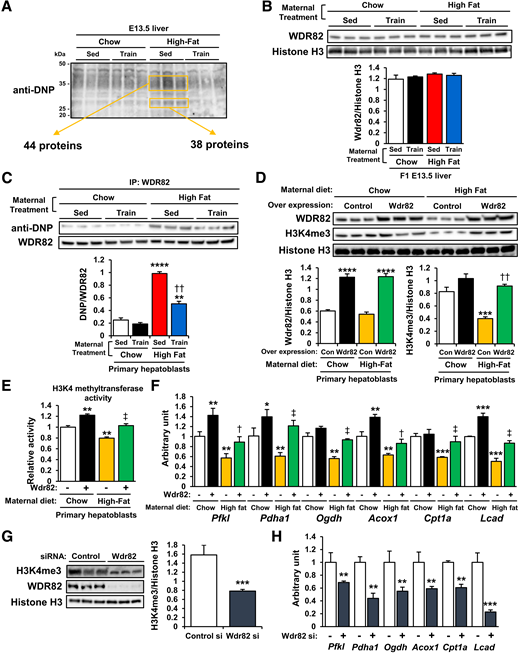 Maternal exercise-induced H3K4me3 stabilization is mediated through protection against WDR82 carbonylation. A: DNP-labeled carbonylated proteins in livers of offspring of chow- or HFD-fed and sedentary (Sed) or trained dams. B: WDR82 protein expression in livers of offspring of chow- or HFD-fed and sedentary or trained dams. C: DNP immunoblotting of WDR82-immunoprecipitated proteins in livers of offspring of chow- or HDS-fed and sedentary or trained dams (n = 3). **P < 0.001 vs. Chow-Sed; ****P < 0.0001 vs. Chow-Sed; ††P < 0.001 High Fat-Sed vs. High Fat-Train. Effects of Wdr82 overexpression on H3K4me3 levels (D), H3K4 methyltransferase activity (E), and mRNA expression of glucose metabolism genes (F) in primary hepatoblasts of chow- or HFD-fed dams (n = 3). *P < 0.025 vs. Chow-control (Con) (Wdr82−); **P < 0.01 vs. Chow-Con (Wdr82−); ***P < 0.001 vs. Chow-Con (Wdr82−); ****P < 0.0001 vs. Chow-Con (Wdr82−); †P < 0.025 High Fat-Wdr82− vs. High Fat-Wdr82 overexpression (Wdr81+); ‡P < 0.01 High Fat-Con (Wdr82−) vs. High Fat-Wdr82+; ††P < 0.001 High Fat-Wdr82− vs. High Fat-Wdr82+). Effects of Wdr82 knockdown on H3K4me3 levels (G) and mRNA expression of glucose metabolism genes (H) in primary hepatoblasts (n = 3). All data are reported as means ± SEM. **P < 0.001; ***P < 0.001. Statistical significance was determined by one- or two-way ANOVA, with Tukey and Bonferroni post hoc analysis.