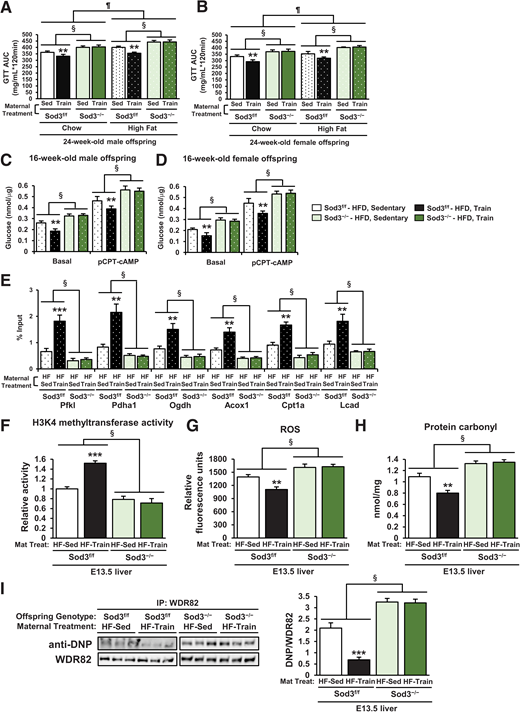 Beneficial effects of maternal exercise on glucose metabolism and WDR82 carbonylation in offspring of HFD-fed dams were blocked by placenta-specific Sod3 knockout. A and B: Glucose tolerance measured at 24 weeks in Sod3f/f or Sod3−/− offspring of dams that were sedentary or trained and fed chow or the HFD. Glucose area under the curve (AUC) of male (A) and female (B) offspring is shown. GTT, glucose tolerance test. Data are means ± SEM (n = 5–7/group). **P < 0.01 vs. Chow-Sod3f/f-Sed; §P < 0.01 effect of genotype; ¶P < 0.01 effect of diet. Glucose production in hepatocytes of 16-week-old male (C) and female (D) Sod3f/f or Sod3−/− offspring of dams that were sedentary (Sed) or trained and fed the HFD. Data are means ± SEM (n = 3). **P < 0.01 vs. Sod3f/f-HFD-Sedentary, §P < 0.01 effect of genotype. Effects of placenta-specific Sod3−/− on mRNA expression of glucose metabolism genes (E), H3K4 methyltransferase activity (F), ROS levels (G), carbonylated protein content (H), and carbonylated WDR82 levels (I) in livers of E13.5 offspring of sedentary or trained HFD-fed dams (n = 3). HF, high-fat diet; IP, immunoprecipitation; Mat Treat. Maternal treatment. All data are reported as means ± SEM.**P < 0.01 vs. Sod3f/f-HF-Sed; ***P < 0.001 vs. Sod3f/f-HF-Sed; §P < 0.01 effect of genotype. Statistical significance was determined by one- or two-way ANOVA, with Tukey and Bonferroni post hoc analysis.