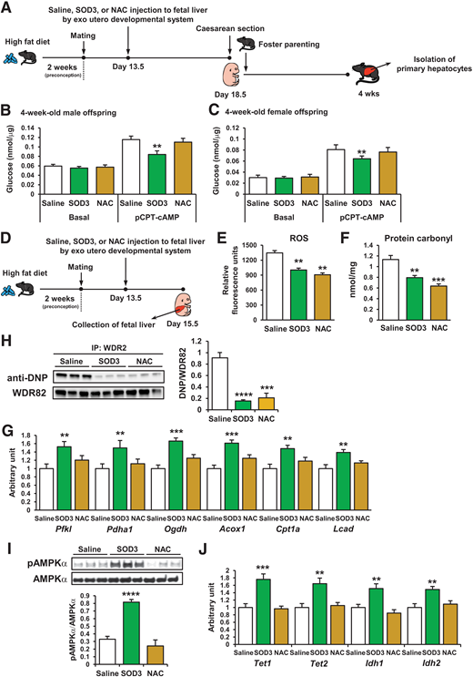 Effects of SOD3 on offspring glucose metabolism are distinct from NAC. A and D: Developmental system used to treat offspring livers with recombinant SOD3 or NAC exo utero. Offspring livers were collected at 4 weeks (A) or at E13.5 (D). Glucose production in primary hepatocytes of 4-week-old male (B) and female (C) offspring of HFD-fed, saline-, SOD3-, or diethyldithiocarbamate (DETCA)-treated dams (n = 3). **P < 0.01 vs. pCPT-saline. Effects of SOD3 or NAC treatment in utero on ROS levels (E), carbonylated protein content (F), WDR82 carbonylation levels (G), mRNA expression of glucose metabolism genes (H), AMPKα phosphorylation (pAMPKα) levels (I), and mRNA expression of Tet and Idh (J) in livers of E13.5 offspring of HFD-fed dams (n = 3). IP, immunoprecipitation. All data are reported as means ± SEM. **P < 0.01 vs. pCPT-saline; ***P < 0.01 vs. pCPT-saline; ****P < 0.01 vs. pCPT-saline. Statistical significance was determined by one- or two-way ANOVA, with Tukey and Bonferroni post hoc analysis.