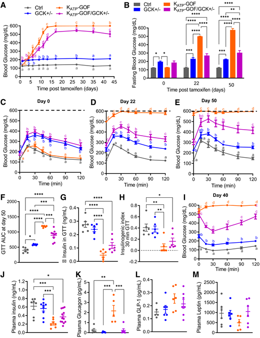 Blood glucose is reduced in KATP-GOF diabetic mice with reduced β-cell glucokinase. A: Nonfasted blood glucose over time in KATP-GOF mice after tamoxifen induction of transgene expression (n = 9–18 mice/group). B: Fasting blood glucose levels at day 0, 22, and 50 after tamoxifen induction (n = 6–9 mice/group). C–F: GTT performed at day 0 and at days 22 (n = 4–9 mice/group) and 50 after tamoxifen induction (dashed lines indicate the limit of the detection of the glucose meter) and area under the curve (AUC) (n = 6–9 mice/group). G and H: Change (Δ) in insulin secretion at 30 min after glucose challenge over fasting (0 min) and II during GTT at day 50 after tamoxifen induction (n = 6 mice/group). I: ITT performed in mice 40 days after tamoxifen induction. J–M: Plasma insulin (n = 8–12 mice/group), glucagon (n = 5 mice/group), GLP-1, and leptin (n = 5–7 mice/group) at day 40 after tamoxifen induction. Data are mean ± SEM. *P < 0.05, **P < 0.01, ***P < 0.001, ****P < 0.0001. Nonsignificant differences are not shown. For panels A, C, D, E, and H, lowercase letters are used to indicate significant differences of P < 0.05 between groups. The same letters indicate no significant difference. Ctrl, control.