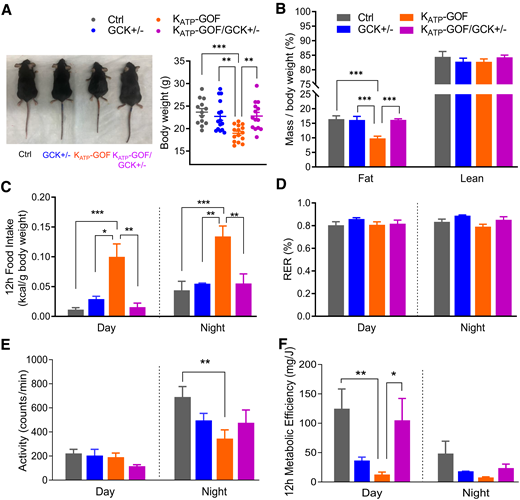 Metabolic phenotyping is improved in KATP-GOF mice with reduced GCK. A: Representative images of mice and quantification of body weight at day 40 after tamoxifen induction (n = 13–15 mice/group). B: Fat and lean mass over body weight (n = 5–9 mice/group). C–F: Metabolic analysis of food intake in 12 h, RER, physical activity/movement, and metabolic efficiency in 12 h (n = 3–5 mice/group). Data are mean ± SEM. *P < 0.05, **P < 0.01, ***P < 0.001. Nonsignificant differences are not shown. Ctrl, control.