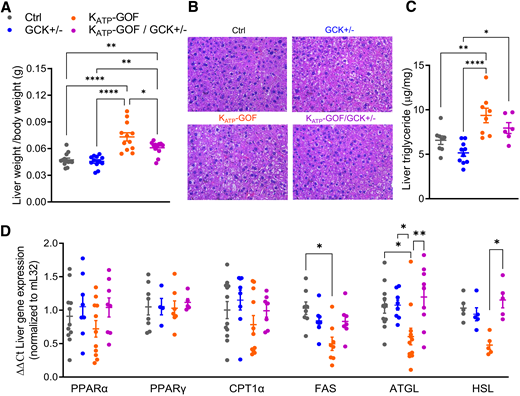 Liver function is improved in diabetic mice with reduced β-cell GCK. A: Liver weight/body weight (g) at day 45 after tamoxifen induction (n = 12 mice/group). B: Representative images of liver paraffin sections stained with H-E at day 45 after tamoxifen induction. C: Liver triglyceride content (n = 8–10 mice/group). D: Quantitative real-time PCR analysis for genes involved in β-oxidation (PPARα, PPARγ, and CPT1α), lipogenesis (FAS), and lipolysis (ATGL and HSL) (n = 4–12 mice/group). Data are mean ± SEM. *P < 0.05, **P < 0.01, ****P < 0.0001. Nonsignificant differences are not shown. Ctrl, control.