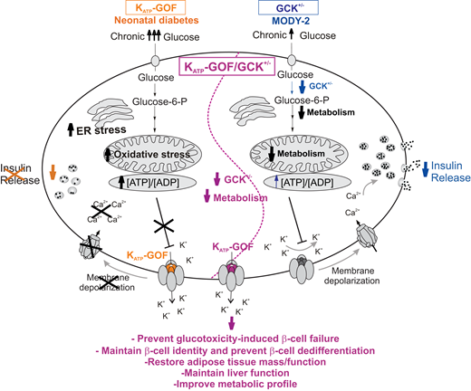 Schematic representation of the glucose metabolism and insulin secretory pathway in a pancreatic β-cell: 1) mice with β-cell–specific KATP-GOF mutation (orange, left side of the cell); 2) mice with β-cell–specific GCK+/− haploinsufficiency (blue, right side of the cell), and 3) a combination of both β-cell–specific KATP-GOF and GCK+/− (purple, middle of the cell). MODY-2, maturity-onset diabetes of the young 2.