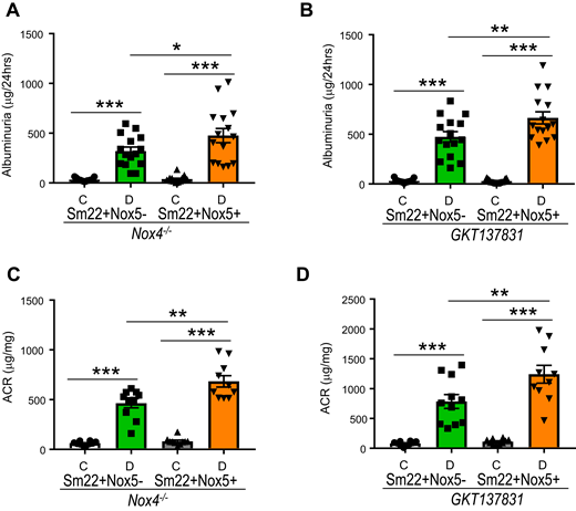 NOX5 overexpression increases albuminuria in DKD independent of NOX4. Albuminuria (24 h; n = 15/group) (A and B) and albumin to creatinine ratio (ACR; n = 10/group) (C and D) in Nox4 KO (Nox4−/−) mice with and without NOX5 expression (A and C) as well as in GKT137831-treated mice with and without NOX5 expression (B and D) after 10 weeks of STZ-diabetes. Data are shown as mean ± SEM. *P < 0.05, **P < 0.01, ***P <0.001. C, control; D, diabetic.