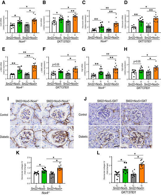 NOX5 overexpression enhances ECM accumulation and renal fibrosis in diabetes independent of NOX4. Renal cortical gene expression of collagen IV (A and B), fibronectin (C and D), α-SMA (E and F), and Ctgf (G and H), as well as immunostaining of collagen IV (I and J) and their quantitation (K and L) in all groups of Nox4 KO (Nox4−/−) mice with and without NOX5 expression or in GKT137831-treated mice with and without NOX5 expression after 10 weeks of STZ-diabetes (n = 8–10/group). Data are shown as mean ± SEM. *P < 0.05, **P < 0.01. C, control; D, diabetic.