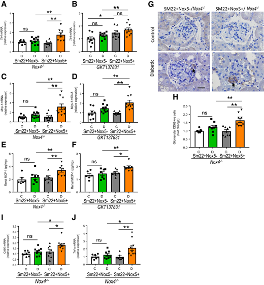 NOX5 overexpression promotes renal inflammation in DKD independent of NOX4. Renal cortical gene expression of Tlr-4 (A and B), Mcp-1 (C and D), n = 8–10/group; renal cortical MCP-1 protein levels (n = 6–7/group) (E and F); in all groups of Nox4 KO (Nox4−/−) mice with and without NOX5 expression or in GKT137831-treated mice with and without NOX5 expression after 10 weeks of STZ-diabetes. Immunostaining of macrophage marker CD68 (G) and its quantitation in the glomeruli (H)., as well as renal cortical gene expression of Cd80 (I) and Tnf-α (J) in Nox4−/− mice with and without NOX5 expression after 10 weeks of STZ-diabetes (n = 7–9/group). Scale bar, 20 μm in all photomicrographs. Data are shown as mean ± SEM. *P < 0.05, **P < 0.01. C, control; D, diabetic; ns, not significant statistically.
