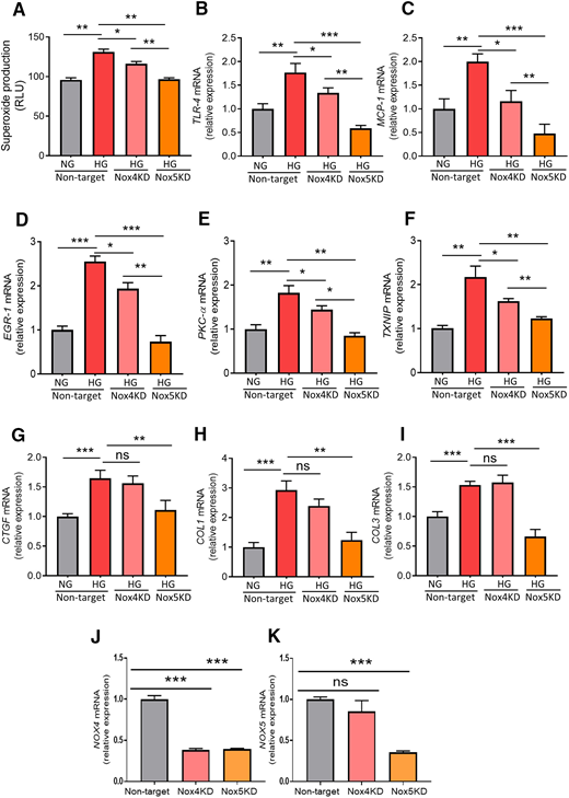 Effect of NOX4 or NOX5 silencing on ROS-sensitive factors as well as on markers of inflammation and fibrosis in human mesangial cells exposed to glucose. A–C: Relative changes in the level of superoxide production (A) and gene expression of markers of inflammation TLR-4 (B) and MCP-1 (C). D–F: Gene expression of ROS-sensitive factors EGR-1 (D), PKC-α (E), and TXNIP (F). G–I: Gene expression of markers of fibrosis CTGF (G), collagen I (COL1) (H), and collagen III (COL3) (I) in human mesangial cells silenced for NOX4 (NOX4 KD) or NOX5 (NOX5 KD) in response to normal glucose (NG; 5 mmol/L) and high glucose (HG; 25 mmol/L) levels. J and K: Gene expression of NOX4 (J) and NOX5 (K) in human mesangial cells with either KD for NOX4 or NOX5, respectively. Data are shown as mean ± SEM. *P < 0.05, **P < 0.01, ***P < 0.001. ns, not significant statistically; RLU, relative light unit.