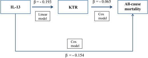Mediation model showing the role of KTR on the association between IL-13 and all-cause mortality in the pooled sample. Mediation analysis was performed in a fully adjusted model, comprising study cohort, age at recruitment, sex, smoking habit, BMI, HbA1c, diabetes duration, eGFR, and ongoing treatments. β, standardized coefficient of regression. The total effect of IL-13 (β = −0.154) on the outcome partly passes through KTR (β of the KTR-mediated effect of IL-13 = −0.065). The proportion explained by the KTR is equal to 42% (95% CI 14-199) (i.e., 0.065/0.154).