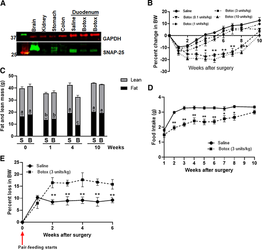 A: Representative Western blot showing SNAP-25 expression in mice duodenums injected with saline or Botox, measured 6 weeks later. B: Weight loss in DIO mice injected with saline or Botox (0.1–5 units/kg body wt [BW]) in the duodenal wall (n = 7–8 mice). C: Body composition analyses of DIO mice injected with saline or Botox (3 units/kg body wt) before (week 0) and 4 and 10 weeks after injections. D: Food intake in DIO mice injected with saline or Botox (3 units/kg body wt). E: Weight loss in pair-fed saline- or Botox-injected DIO mice (n = 6–8 pairs) *P < 0.05; **P < 0.01.