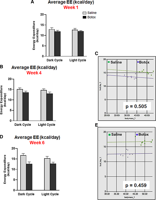 Average EE in saline- or Botox-injected mice, measured 1 (A), 4 (B and C), and 6 weeks (D and E) after injections (n = 6–8 mice). Multiple regression analyses were performed to determine possible effects of differences in body weight on EE during 4 (C) and 6 weeks (E).