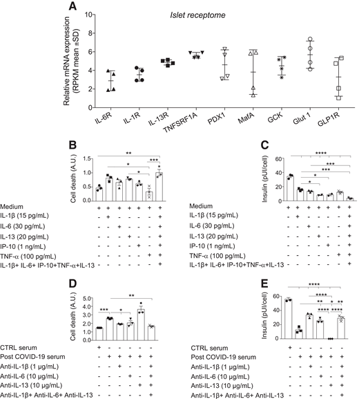 Altered COVID-19–associated secretome has a toxic effect on human pancreatic islets. A: Receptome analysis of human pancreatic islets depicting the expression of proinflammatory cytokine receptors (TNAFAR, IL-13R, IL-1R1, and IL-6R); mRNAs of GLP1R, Glut-2, MAFA, GCK, and PDX-1 are shown as well. Data are representative of four independent human islet isolations (n = 4 donors), represented as mean plus SD. B and C: Rates of cell death (B) and insulin secretion (C) were analyzed for purified human pancreatic islets upon in vitro challenge with a selected panel of cytokines (IL-1β, IL-6, IL-13, IP-10, and TNF-α) observed to be upregulated in the serum of patients with COVID-19. Effects were assessed when the cytokines were added alone or in combination. D and E: Rates of cell death (D) and insulin secretion (E) were analyzed for purified human pancreatic islets upon in vitro challenge with serum isolated from a patient who recovered from COVID-19 (post COVID-19) in the presence of neutralizing antibodies (anti–IL-1β, anti–IL-6, or anti–IL-13) alone or in combination, as compared with when challenged with serum from healthy control subjects. Data are representative of a pool of n = 3–4 commercial islet preparations in three separate experiments (n = 3–5 pooled sera tested). Data are represented as mean ± SEM. Ordinary one-way ANOVA test with Bonferroni correction was used for calculating statistical significance between all groups. *P < 0.05, **P < 0.01, ***P < 0.001, ****P < 0.0001. AU, arbitrary unit; RPKM, reads per kilobase per million mapped reads.