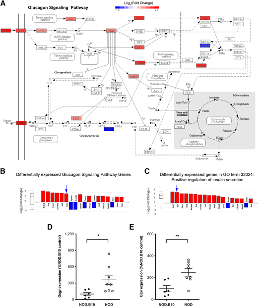 Genes involved in glucagon signaling are affected during the earliest stage of disease. A significant number of genes belonging to the glucagon signaling pathway (KEGG: 04922) and GO term 32024: Positive regulation of insulin secretion were found to be altered in the islets of 10-day-old NOD vs. age-matched NOD.B10 mice (A–C). QPCR analysis was performed to confirm the upregulation of glucagon receptor (Gcgr) and glucose-dependent insulinotropic polypeptide receptor (Gipr; blue arrows) in a separate cohort of 10-day old NOD and NOD.B10 mice (D and E). The mean ± SEM are shown, and statistical analysis was performed using the two-tailed Student unpaired t test. *P < 0.05; **P < 0.01. Panels A–C were generated using iPathwayGuide. FFA, free fatty acid; FDH and LDH are proteins; TCA, tricarboxylic acid.