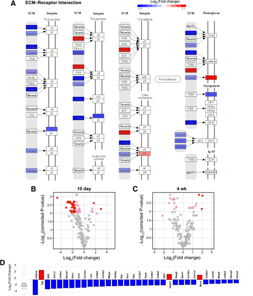 Downregulation of ECM genes in the islets of 10-day-old NOD vs. NOD.B10 mice. A: Pathway analysis showed that a significant number of genes belonging to the ECM–receptor interaction pathway (KEGG 04512) were downregulated in the islets of 10-day-old NOD vs. age-matched NOD.B10 mice. B and C: Volcano plots showing entities that represent the 124 genes expressed in islets belonging to GO term 5201: ECM structural constituent. A significant association with this GO term was observed at 10 days of age when 34 out of the 124 genes were changed by twofold or more (pink) or threefold or more (red) in NOD vs. NOD.B10 mice (P < 5.9 × 10−8). Changes in gene expression were no longer associated with this GO term by 4 weeks of age. D: The 34 genes in GO term 5201 that were significantly changed in 10-day-old NOD vs. NOD.B10 islets. Panels A and D were generated using iPathwayGuide.