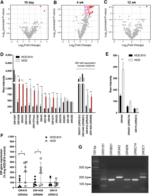Upregulation of Olfr genes in the islets from 4-week-old NOD vs. NOD.B10 mice. A–C: Volcano plots showing entities that represent the 300 genes expressed in islets belonging to GO term 4984: Olfactory receptor activity. A significant association with this GO term was observed at 4 weeks of age when 66 out of the 300 genes were changed by twofold or more (pink) or threefold or more (red) in NOD vs. NOD.B10 mice (P < 5.9 × 10−8). No association was observed at 10 days or 12 weeks of age. D: The 20 most abundantly expressed Olfr genes measured in the islets of 4-week-old NOD and NOD.B10 mice are shown. Fourteen were significantly upregulated by twofold or more in NOD vs. NOD.B10 islets (**corrected P < 0.01), with seven changed by more than threefold (red bars). Four Olfr genes have human orthologs (human gene symbol shown in parentheses). E: The expression of previously studied Olfr receptors in the islets of 4-week-old NOD and NOD.B10 mice. F: QPCR analysis was performed to confirm the upregulation of Olfr410 and Olfr1428 in the islets of a separate cohort of 4-week-old NOD and NOD.B10 mice. The mean ± SEM are shown, and statistical analysis was performed using the two-tailed Student unpaired t test or the Mann-Whitney test (Supplementary Table 6). *P < 0.05. G: Representative RT-PCR data showing the expression of all six human olfactory receptor genes in the islets. Data shown were generated using islet cDNA from subject 2 (Supplementary Table 1). Data were similar for all samples (Supplementary Fig. 1C). Avg, average.