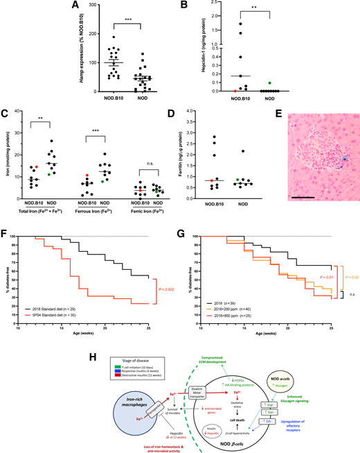 Regulation of iron homeostasis and role of dietary iron on disease progression in NOD mice. Hamp (A) and hepcidin-1 (B) levels were significantly lower, while ferrous iron (Fe2+) levels (C) were significantly higher in the pancreata of 12-week-old NOD vs. NOD.B10 mice. The single NOD.B10 mouse with undetectable pancreatic hepcidin-1 levels (indicated in red) had the highest Fe2+ levels among the group, while the single NOD mouse with detectable pancreatic hepcidin levels (indicated in green) had the lowest Fe2+ levels among the group. Ferric iron (Fe3+; C) and ferritin levels (D) did not differ between NOD and NOD.B10 mice. E: Representative image showing iron-rich cells (macrophages) in the peri-insulitic lesion surrounding an islet of a 12-week-old NOD mouse. Scale bar = 100 μm. Statistical analysis was performed using the Student unpaired t test or the Mann-Whitney test (Supplementary Table 6). **P < 0.01; ***P < 0.001. The effect of dietary iron on the progression of NOD disease was examined by measuring blood glucose levels in NOD mice maintained on two standard diets, Prolab RMH-5P04 (5P04; 369 ppm iron) or Teklad 2018 SX (2018; 176 ppm iron; F), maintained on custom diets of reprocessed and repelleted 2018 containing no additional iron sulfate (2018), or supplemented with an additional 200 ppm (2018 + 200) or 850 ppm (2018 + 850) of iron sulfate (G). In both studies, higher dietary iron levels resulted in an earlier onset and higher incidence of disease. H: Distinct pathways that are dysregulated at different stages of disease progression may act in combination to create an environment that is detrimental to the survival of β-cells. Genes/pathways altered in the islets during T-cell initiation at 10 days of age (green), respective insulitis at 4 weeks of age (blue), and destructive insulitis at 12 weeks of age (red) are shown. HA, hyaluronan.