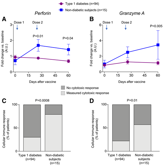 Cytotoxic response to the SARS-CoV-2 peptides after prime and boost doses of SARS-Cov-2 mRNA vaccines administered to patients with T1D and subjects without diabetes. A and B: Line graphs representing normalized secretion of SARS-CoV-2–specific T-cell cytotoxic factors perforin (A) and granzyme A (B), as measured in the supernatant of PBMCs obtained from patients with T1D or subjects without diabetes at each time point (baseline, after dose 1, and after dose 2) and cultured in the presence or absence of SARS-CoV-2 peptides for 48 h. Data are mean ± SEM. Secretion data have been normalized to baseline levels for each cytokine analyzed. Cut points of 0.1 and 0.01 were assessed on the basis of the difference observed in the levels of each analyte (perforin and granzyme A, respectively) as measured at each time point compared with baseline and normalized to the baseline value. Analysis was performed for after dose 1 at 3–4 weeks after the first dose and for after dose 2 at 4 weeks after the second dose. C: Bar graph of the percentage of patients with T1D compared with subjects without diabetes showing increased or no change in the SARS-CoV-2–specific T-cell cytotoxic response before receiving the second dose of SARS-Cov-2 mRNA vaccines. D: Bar graph of the percentage of patients with T1D compared with subjects without diabetes showing increased or no change in the SARS-CoV-2–specific T-cell cytotoxic response at 4 weeks of follow-up after administration of the second dose of SARS-Cov-2 mRNA vaccines. The SARS-CoV-2–specific T-cell cytotoxic response was analyzed as an increase or lack of increase observed in both perforin and granzyme A levels at each time point. A.U., arbitrary unit.