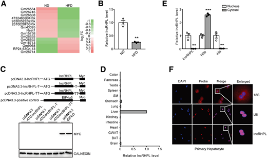 Identification and characterization of lncRHPL in the liver of mice. A: The cluster heat map showing differentially expressed hepatic lncRNAs from RNA-seq data in mice liver after ND or HFD for 23 weeks. B: RT-qPCR analysis of relative lncRHPL expression in liver of C57BL/6J mice fed with ND or HFD for 23 weeks (n = 3/group). C: Characterization of noncoding property of lncRHPL. The full-length lncRHPL was cloned into the eukaryotic expression vector pcDNA3.3-Myc with an N-terminal codon ATG in the three expression patterns. These plasmids were then transfected into human embryonic kidney (HEK)293A cells separately. After 48 h posttransfection, Western blot analysis was performed to detect the expression of Myc-tagged protein, EIF4α3, with Myc tag severed as a positive control (n = 2/group). D: Relative expression of lncRHPL in mice tissues (three samples pooled together per tissue). Total RNA was subjected to RT-qPCR quantification and level of lncRHPL in tissues was expressed relative to liver. E: Relative expression of lncRHPL, TFIIb, and 45S in the isolated cytosol and nucleus fraction of primary hepatocytes. Total RNA was subjected to RT-qPCR quantification, and levels of lncRHPL, TFIIb, and 45S in cytosol were expressed relative to nucleus. TFIIb and 45S were used as markers of the cytosol and nucleus, respectively (n = 3/group). F: RNA-FISH analysis in mouse primary hepatocytes. lncRHPL subcellular localization in mouse primary hepatocytes was assessed with laser confocal microscopy. Red, lncRHPL or small nuclear (sn)RNA U6 or 18S (snRNA U6 and 18S were selected as a positive control for nucleus and cytosol marker, respectively); blue, DAPI staining. Magnification: ×400. All values are presented as mean ± SEM. BAT, brown adipose tissue; FC, fold change; GWAT, gonadal white adipose tissue. SM, skeletal muscle. *P < 0.05; **P < 0.01; ***P < 0.001.