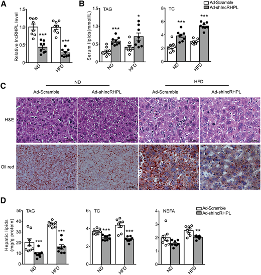 Hepatic knockdown of lncRHPL induces hyperlipidemia in mice. C57BL/6 J male mice 6–8 weeks old were infected with 2.5 × 1011 recombinant adenovirus particles of Ad-Scramble or Ad-shlncRHPL via tail vein injection and fed with ND or HFD for 7 days. Mice were sacrificed and the tissues and plasma were collected for analysis after 16 h fasting (n = 8/group). A: Knockdown efficiency of lncRHPL in the liver of C57BL/6J mice. The relative expression levels of lncRHPL in the liver of mice infected with Ad-shlncRHPL were verified with RT-qPCR analysis and are expressed relative to those of control mice infected with Ad-Scramble. B: Knockdown of lncRHPL increases serum TAG (left) and TC (right) levels in mice. Total TAG and cholesterol levels in serum of control (Ad-Scramble) or lncRHPL knockdown (Ad-shlncRHPL) mice were measured with enzymatic kits (n = 8/group). C: Representative images of hematoxylin-eosin (H&E) and Oil Red O staining of liver sections from control (Ad-Scramble) or lncRHPL knockdown (Ad-shlncRHPL) mice (n = 3/group), scale bar = 20 μm. D: lncRHPL knockdown decreases hepatic TAG, TC, and NEFA levels in mice. Total hepatic TAG, cholesterol, and free fatty acids were extracted from the livers of control (Ad-Scramble) and lncRHPL knockdown (Ad-shlncRHPL) mice and measured using enzymatic kits (n = 8/group). All values are presented as mean ± SEM. *P < 0.05; **P < 0.01; ***P < 0.001.