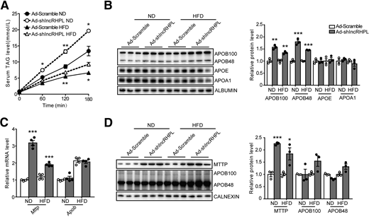 Knockdown of lncRHPL promotes hepatic VLDL secretion in vivo. A: VLDL-TAG secretion increases in lncRHPL knockdown C57BL/6J mice. After infected with Ad-Scramble or Ad-shlncRHPL for 7 days, mice were fasted for 8 h and injected with 500 mg/kg body wt tyloxapol (Triton WR-1339) via tail veins. Blood samples were collected from the retro-orbital plexus at the indicated time point posttreatment. Serum TAG levels was measured with enzymatic kit (n = 3/group). B: lncRHPL knockdown results in the induction of serum apoB proteins. Representative Western blot (left) and quantitative analysis (right) of apoB-100/48, apoE, apoA1, and albumin protein levels in the serum of control (Ad-Scramble) and lncRHPL knockdown (Ad-shlncRHPL) mice (n = 3/group). C: Knockdown of lncRHPL increases mRNA level of Mttp in mice liver. RT-qPCR analysis of relative mRNA levels of Mttp and ApoB in the livers of control (Ad-Scramble) and lncRHPL knockdown (Ad-shlncRHPL) mice (n = 4/group). D: Knockdown of lncRHPL increases hepatic protein level of MTTP in mice. Representative Western blot (left) and quantitative analysis (right) of MTTP and apoB100/48 protein levels in the livers of control (Ad-Scramble) and lncRHPL knockdown (Ad-shlncRHPL) mice (n = 3/group). All values are presented as mean ± SEM. *P < 0.05; **P < 0.01; ***P < 0.001.