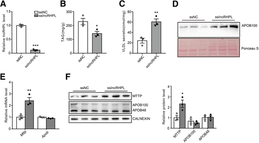 Knockdown of lncRHPL increases VLDL secretion in vitro. A: Knockdown efficiency of lncRHPL in primary hepatocytes (n = 3/group). The relative expression of lncRHPL in primary hepatocytes transfected with sslncRHPL was verified with RT-qPCR analysis and expressed relative to that of control hepatocytes transfected with ssNC. B: Decreased intracellular TAG levels in primary hepatocytes with knockdown of lncRHPL (n = 3/group). The intracellular TAG levels were measured with TAG assay kit and normalized to total protein. Values represent mean ± SEM of triplicates. C: Increased VLDL secretion in primary hepatocytes with knockdown of lncRHPL (n = 3/group). The secreted VLDL in the medium was measured with ELISA kit and normalized to total protein. Values represent mean ± SEM of triplicates. D: Increased protein levels of apoB in culture medium of primary hepatocytes with knockdown of lncRHPL (n = 3/group). Representative Western blot of apoB protein levels in culture medium of primary hepatocytes transfected with ssNC or sslncRHPL. Lower panel show Ponceau S staining as loading control. E: Knockdown of lncRHPL increases mRNA level of Mttp in primary hepatocytes. RT-qPCR analysis of relative mRNA levels of Mttp and ApoB in the primary hepatocytes transfected with ssNC or sslncRHPL (n = 3/group). F: Knockdown of lncRHPL increases protein level of MTTP in primary hepatocytes. Representative Western blot (left) and quantitative analysis (right) of MTTP and apoB100/48 protein levels in the primary hepatocytes transfected with ssNC or sslncRHPL (n = 3/group). Error bars are ±SEM. These experiments were repeated three times with similar results. *P < 0.05; **P < 0.01; ***P < 0.001.