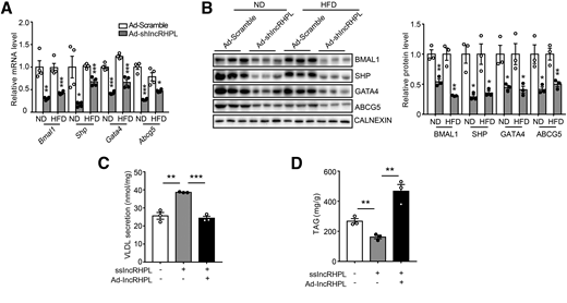 Knockdown of lncRHPL interrupts transcriptional activity of hnRNPU/BAML1 axis. A: Knockdown of lncRHPL reduces mRNA levels of downstream targets of hnRNPU in mice liver. RT-qPCR analysis of mRNA levels of Bmal1, Shp, Gata4, and Abcg5 in the liver of mice injected with Ad-Scramble or Ad-shlncRHPL (n = 4/group). The same liver samples as used in Figure 2. B: Knockdown of lncRHPL reduces protein levels of downstream targets of hnRNPU in mice liver. Representative Western blot (left) and quantitative (right) analysis of BMAL1, SHP, GATA4, and ABCG5 protein level in the livers from control (Ad-Scramble) and lncRHPL knockdown (Ad-shlncRHPL) mice (n = 3/group). C: Overexpression of lncRHPL inhibits VLDL secretion in primary hepatocytes with knockdown of lncRHPL. The secreted VLDL in the medium was measured with ELISA kit and normalized to total protein (n = 3/group). D: Overexpression of lncRHPL increases intracellular TAG level in primary hepatocytes with knockdown of lncRHPL. The intracellular TAG level was measured with TAG assay kit and normalized to total protein (n = 3/group). All values are presented as mean ± SEM. *P < 0.05; **P < 0.01; ***P < 0.001. These experiments were repeated three times with similar results.
