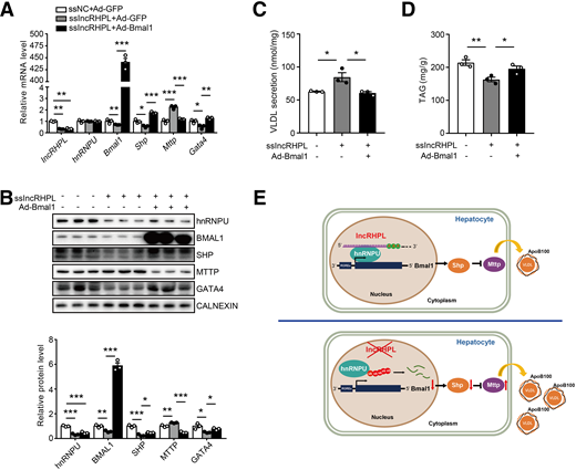 Overexpression of BMAL1 rescues VLDL secretion in primary hepatocytes with knockdown of lncRHPL. A: Overexpression of Bmal1 restores mRNA levels of Shp, Mttp, and Gata4 in primary hepatocytes with knockdown of lncRHPL. After transfected with ssNC or sslncRHPL for 12 h, the primary hepatocytes were infected with adenoviruses expressing Bmal1 (Ad-Bmal1) or GFP (Ad-GFP). The mRNA levels of lncRHPL, hnRNPU, Bmal1, Shp, Mttp, and Gata4 were assessed with RT-qPCR (n = 3/group). B: Overexpression of BMAL1 restores protein levels of SHP, MTTP, and GATA4 in primary hepatocytes with knockdown of lncRHPL. Western blot (upper) and quantitative analysis (lower) of hnRNPU, BMAL1, SHP, MTTP, and GATA4 protein levels. C: Overexpression of BMAL1 inhibits VLDL secretion in primary hepatocytes with knockdown of lncRHPL. The secreted VLDL in the medium was measured with ELISA kit and normalized to total protein (n = 3/group). D: Overexpression of BMAL1 increases intracellular TAG level in primary hepatocytes with knockdown of lncRHPL. The intracellular TAG level was measured with TAG assay kit and normalized to total protein (n = 3/group). E: A working model of lncRHPL regulates hepatic VLDL secretion via hnRNPU/BMAL1/MTTP axis in mouse liver. All values are presented as mean ± SEM. *P < 0.05; **P < 0.01; ***P < 0.001. These experiments were repeated three times with similar results.