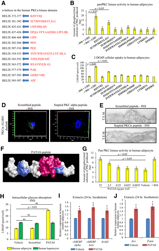 A stapled peptide derived from the PKCα kinase domain triggers glucose absorption and DNL in human adipocytes. A: List of α-helices with their corresponding amino acid sequences in the human PKCα kinase domain. B: Screening for peptides derived from the PKCα kinase domain to trigger panPKC kinase activity after a 30-min incubation with human primary adipocyte (n = 5 per group and 2 mmol/L of peptide per well). Activity is expressed as ng of substrate added per reaction volume. C: Screening for peptides derived from the PKCα kinase domain to trigger cellular uptake of 2-deoxy-glucose-6-phosphate (2-DG6P), a nonmetabolizable glucose analog, in human adipocytes (n = 5 per group and 2 mmol/L of peptide per well). D: PLA-Duolink analysis for ALMS1 and PKCα protein-protein interaction in the presence of a control scrambled peptide or the stapled ECTMVEKKVLALL peptide in absence of INS. E: TEM photographs of adipocytes following the treatment with the control scrambled peptide or the stapled ECTMVEKKVLALL peptide in absence of INS depicting vesicle fusion with the PM. Scale bar: 250 nm. F: Modeled 3D structure of the stapled peptide PATAS based on NMR analysis showing peptide helicity. G: In vitro dose response of PATAS peptide for panPKC kinase activity in human adipocytes, benchmarked with INS (n = 3 per condition). H: Quantification of 2-DG6P cellular uptake in human adipocytes (in yellow) and hepatocytes (in green) following 30-min incubation with vehicle or PATAS or scrambled peptide (n = 8 wells per group). I: Normalized expression levels for the ChREBP and Srebf1 genes in human mature adipocytes 24 h postincubation with vehicle or 2 mmol/L PATAS with Gapdh as the reference gene (n = 5 per group). J: Normalized expression levels for the lipogenic genes Acc and Fasn in human mature adipocytes 24 h postincubation with vehicle or 2 mmol/L PATAS with Gapdh as the reference gene (n = 5 per group).*P < 0.05.
