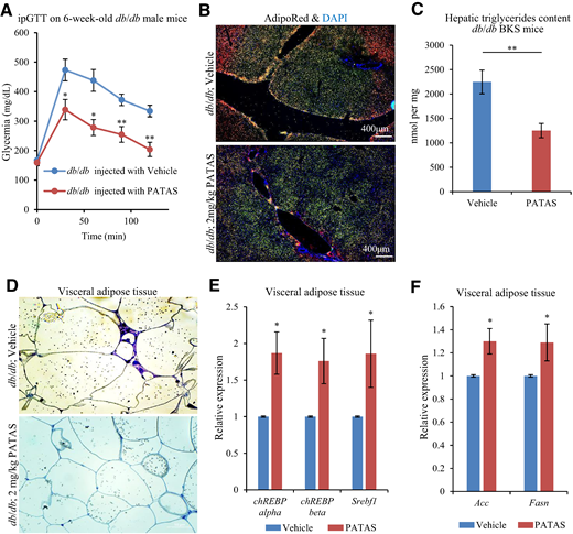PATAS triggers DNL in AT and improves whole-body glucose intolerance, liver steatosis, and fibrosis in diabetic db/db BKS mice. A: Blood glucose excursion curve during ipGTT 4 days post-PATAS subcutaneous injection (2 mg/kg BW PATAS dosing) in 6-week-old db/db BKS male mice on chow diet, 8 h fasting, and glucose bolus (2 mg/kg BW) administered subcutaneously at t = 0 min (n = 7 mice per group). *P < 0.05, **P < 0.01. B: Four weeks after the last PATAS injection, liver cryosections were stained with AdipoRed for hepatic triglycerides content and counterstained with DAPI. C: Quantitative determination of hepatic TGs content for the indicated treatment groups in the db/db BKS mice. **P < 0.02. D: Representative photographs of glutaraldehyde-fixated and Toluidine-blue stained visceral AT sections in control- and PATAS-treated db/db BKS mice. E: Normalized expression levels for the ChREBP and Srebf1 genes in visceral AT in control- and PATAS-treated db/db BKS mice, Gapdh as reference gene (n = 6 per group). *P < 0.05. F: Normalized expression levels for the lipogenic genes Acc and Fasn in visceral AT in control- or PATAS-treated db/db BKS mice, Gapdh as the reference gene (n = 6 per group). *P < 0.05.