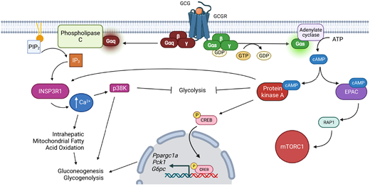Overview of GCGR signaling pathways in the regulation of hepatic glucose homeostasis. Figure created with BioRender.com.