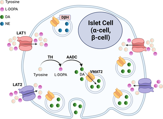 Machinery of catecholamine biosynthesis and packaging in α-cells and β-cells. Human and rodent α-cells and β-cells express the machinery for catecholamine biosynthesis, using tyrosine hydroxylase (TH) to convert the amino acid tyrosine to L-DOPA, which is subsequently converted to DA by aromatic amino acid decarboxylase (AADC). DA precursors tyrosine and L-DOPA are also taken up from the local circulation via plasma membrane LATs, LAT1, and LAT2, further contributing to intracellular DA synthesis. The newly synthesized DA is subsequently packaged into vesicles via the vesicular monoamine transporter 2 (VMAT2). A fraction of the vesicular DA is also converted into NE within the vesicles by dopamine β-hydroxylase (DBH).