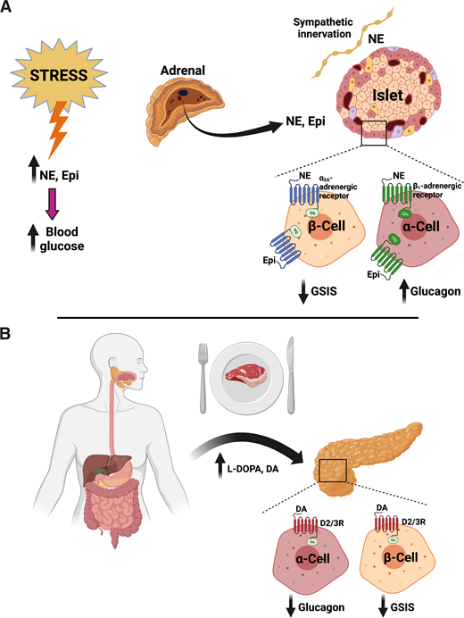 Model of catecholaminergic regulation of islet hormone release under conditions of stress versus feeding. A: Stress conditions raise pancreatic islet NE levels via NE release from local sympathetic innervation and additional circulating NE and Epi released by the adrenal gland. The increases in NE and Epi stimulate islet adrenergic signaling to 1) diminish insulin secretion via inhibitory β-cell α2A-adrenergic receptors and 2) elevate glucagon secretion via stimulatory α-cell β1-adrenergic receptors. Together, these effects rapidly mobilize blood glucose to fuel the stress response. B: In contrast, circulating levels of DA and its precursor L-DOPA rise and fall in response to states of feeding versus fasting. Following meals, levels of circulating L-DOPA and DA transiently rise. This enables the coupling of increased dopaminergic signaling at inhibitory α-cell and β-cell DA D2 and D3 receptors (D2/3R) to substrate availability and thus lowers glucagon and insulin secretion in proportion to meal size. Such a mechanism enables α-cells and β-cells to precisely tune the level of DA-dependent inhibition of hormone secretion to finely regulate postprandial glycemic control.