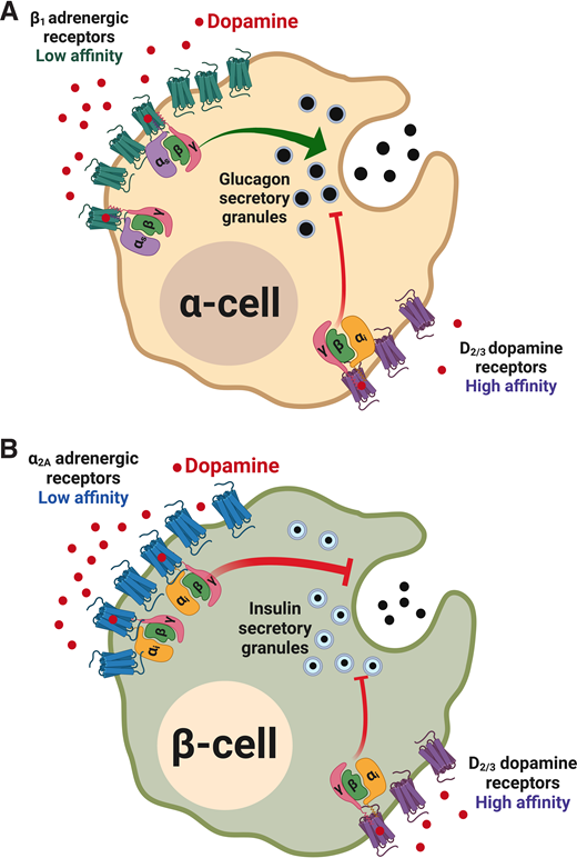 Dopaminergic modulation of hormone secretion in human α-cells and β-cells. A: In α-cells, low local DA concentrations can stimulate dopamine D2 and D3 receptors, which bind DA at high affinity. On activation, these receptors recruit inhibitory Gαi proteins that lower glucagon secretion. When local DA concentrations rise, this becomes sufficient to activate β1-adrenergic receptors, which bind DA with lower affinity. The activation of β1-adrenergic receptors triggers recruitment of stimulatory Gαs protein, which enhances glucagon release. Collectively, these concentration-dependent mechanisms provide a model for DA’s bimodal effect on glucagon release from human α-cells. B: In β-cells, low DA concentrations stimulate high-affinity D2 and D3 receptors which recruit Gαi proteins to inhibit insulin release. At higher DA concentrations, α2A-adrenergic receptors, which bind DA with lower affinity, are also stimulated. This results in recruitment of inhibitory Gαi. As a result, DA’s overall inhibitory tone on β-cell insulin secretion is maintained. Reprinted with permission from Aslanoglou et al. (4).