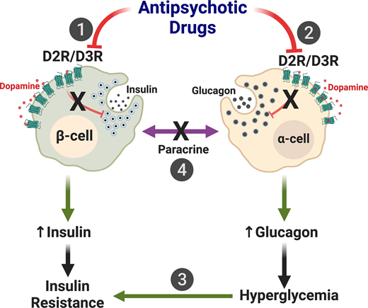 Model for APD actions on α-cells and β-cells. 1) In β-cells, APDs block inhibitory D2R/D3R, which normally diminish insulin release in response to DA stimulation. The resulting disinhibition of insulin release inappropriately increases secreted insulin. Chronically, this desensitizes insulin-sensitive organs to promote insulin resistance. 2) APDs also act directly on α-cells, disrupting inhibitory D2R/D3R signaling and elevating glucagon release. 3) The resulting increases in secreted glucagon cause hyperglycemia to further exacerbate insulin resistance. 4) APDs may also disrupt paracrine communication between α-cells and β-cells, which adds to the dysregulation of hormone secretion and worsens dysglycemia. Reprinted with permission from Aslanoglou et al. (4).