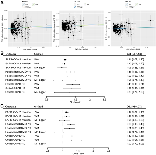 Causal associations between BMR and the COVID-19 outcomes. WM, weighted median. A: Causal effects of BMR on COVID-19 outcomes. The trait on the x-axis denotes exposure, the trait on the y-axis denotes outcome, and each cross point represents an instrumental variant. The lines denote the effect sizes (B) of an exposure on an outcome. B: Effect sizes of the causal associations between BMR and the COVID-19 outcomes. C: Effect sizes of the causal associations between BMR and the COVID-19 outcomes after excluding IVs associated with four confounding factors.