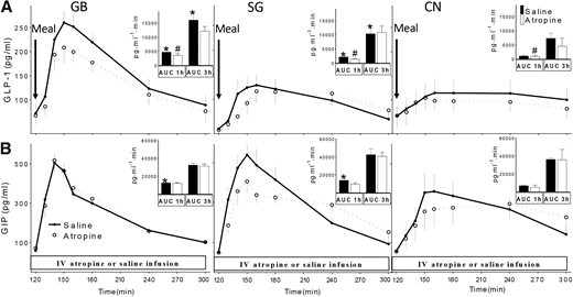 GLP-1 (A) and GIP (B) concentrations during hyperinsulinemic (120 mU ⋅ m−2 ⋅ min−1) hypoglycemic (∼3.2 mmol/L) clamp combined with mixed-meal ingestion at 120 min with (open circle, dashed line, white bar) and without (closed circle, black line, black bar) atropine infusion in subjects with previous history of GB or SG and CN subjects. Corresponding AUCs from 120 to 180 min (1 h) and 120 to 300 min (3 h) are shown as insets. *P < 0.05 compared with CN; #P < 0.05 compared with saline. Data are presented as mean ± SEM. IV, intravenous.