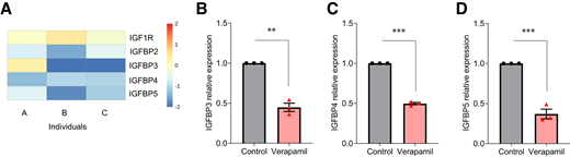 Verapamil decreases IGFBP expression in human islets. A: Heat map showing the change of IGFBPs in response to verapamil treatment (color scale represents log2 fold change). B–D: Expression levels of IGFBP3, IGFBP4, and IGFBP5 were assessed by qRT-PCR in human islets treated with or without 100 μmol/L verapamil for 24 h. Data are mean ± SEM (n = 3 human islet donors). **P < 0.01, ***P < 0.001.